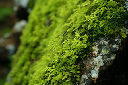 树林木头绿色的青苔苔藓背景