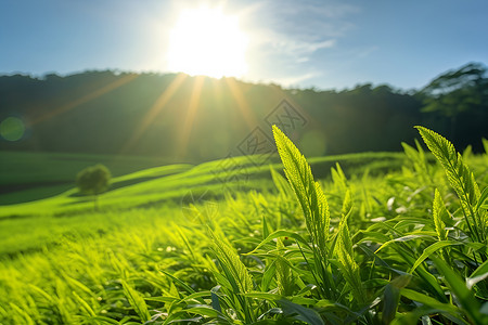 农村的种植田地背景图片