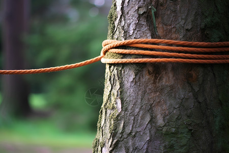 一棵树上的绳子背景图片