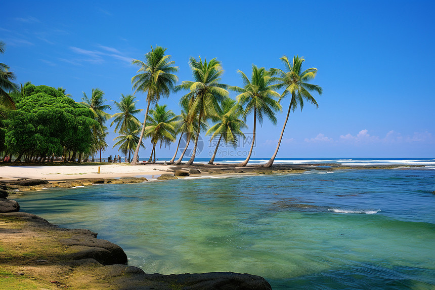 沙滩上生长的棕榈树图片