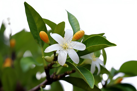 树枝上的橙花高清图片