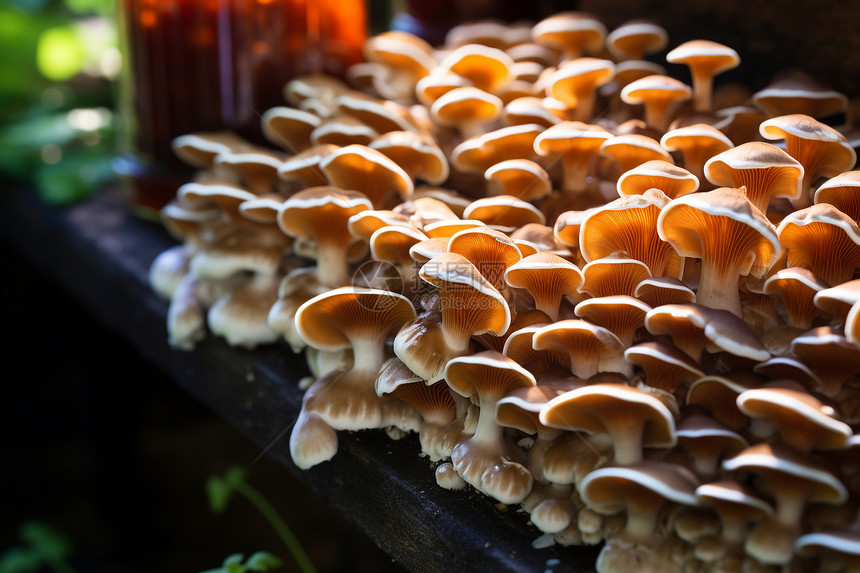 生长的农业蘑菇图片