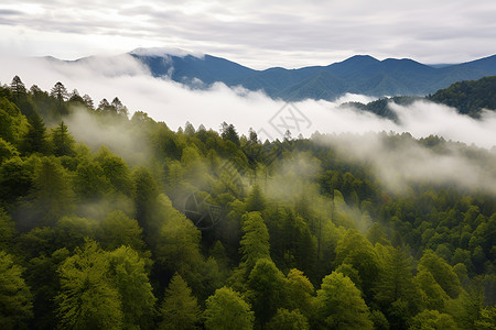 山丘森林美景背景图片