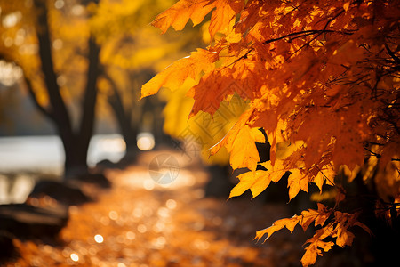 秋季户外的黄叶背景图片
