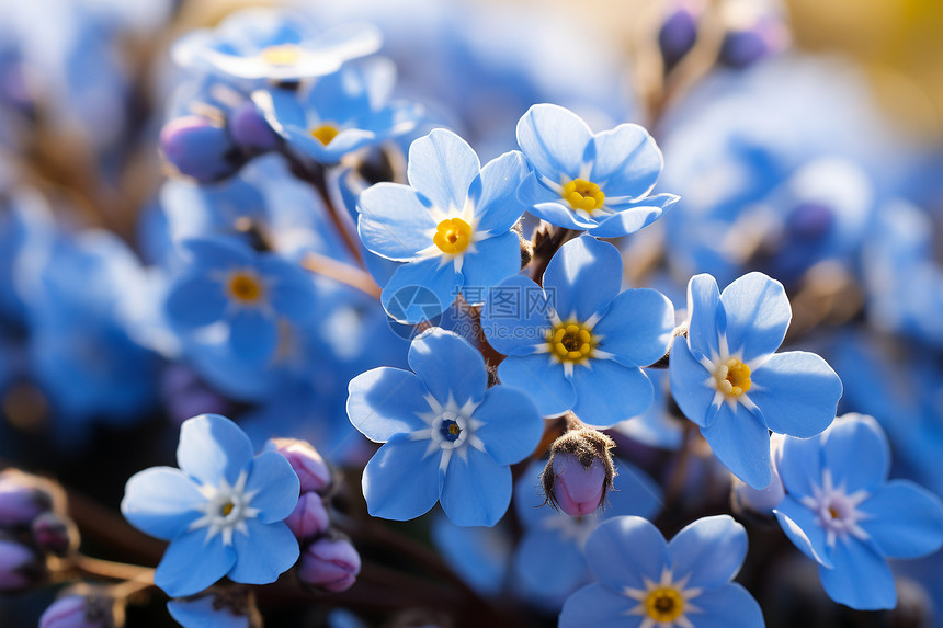 新鲜的蓝色花朵图片
