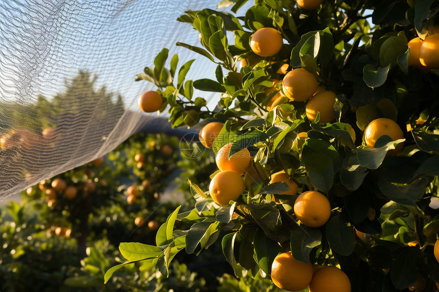 乡村农业种植的柑橘果园图片