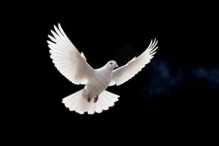轻奢羽毛飞翔的白鸽背景