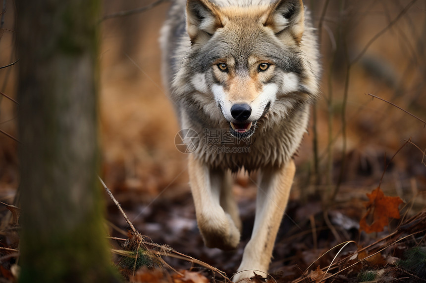 狼的林间奔跑图片