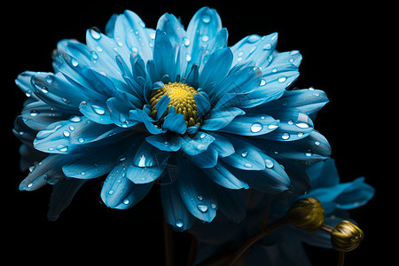 水滴覆盖的蓝色花朵高清图片