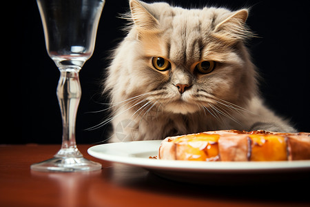 猫儿猫咪猫儿在餐桌前背景