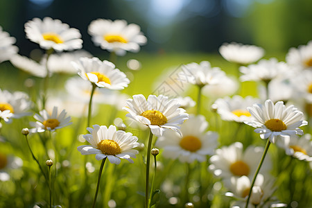 草地上的雏菊背景图片