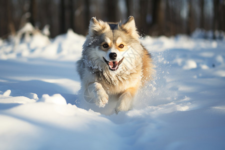 狗雪地快乐奔跑的狗狗背景