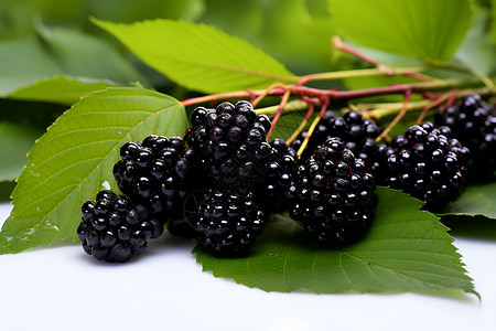 酸甜可口的黑莓背景图片