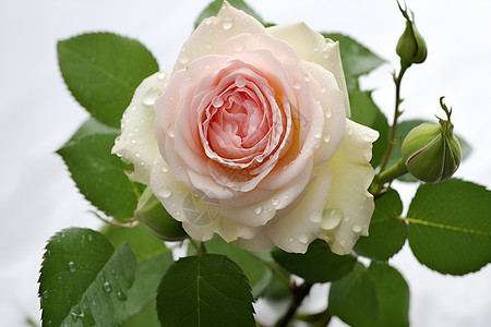 柔情脱俗的玫瑰花朵背景图片