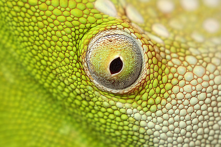 户外绿色蜥蜴眼睛背景图片