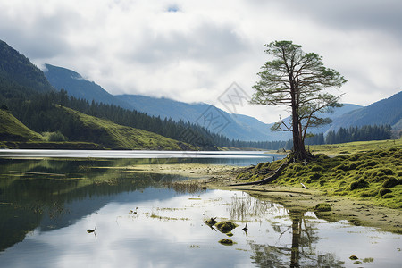 湖畔的一棵树背景图片