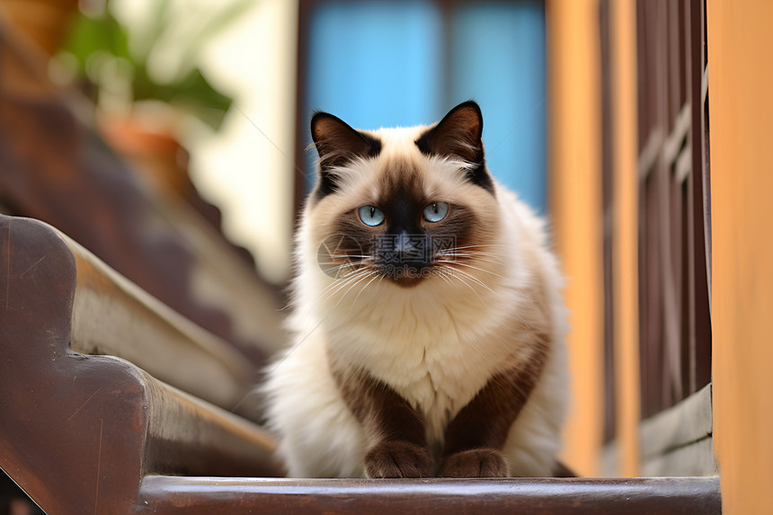 木椅上的猫咪图片