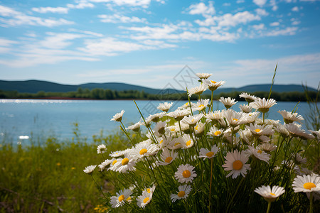 湖畔的一片菊花田背景图片