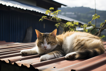 一只可爱的小猫动物高清图片素材