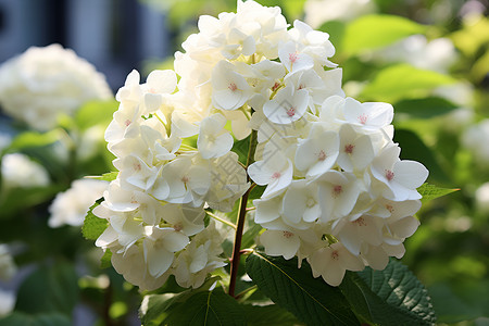 白色绣球花背景图片