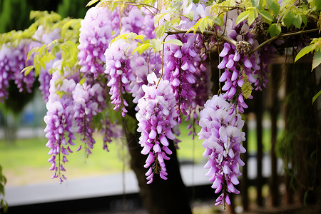 美丽绽放的紫藤花朵背景图片