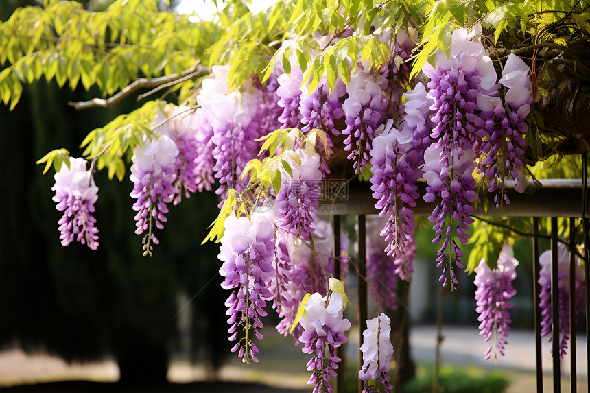 春季花园绽放的紫藤花朵图片