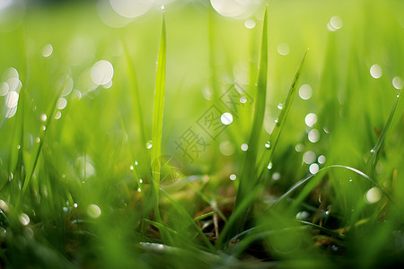 小草上的雨水背景图片