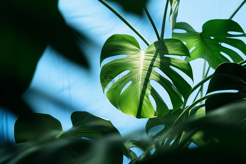 绿意盎然的热带植物图片