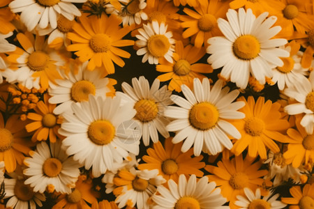 创意美感的雏菊花卉图案背景图片