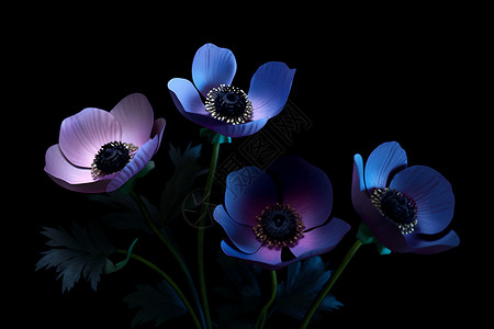 黑色背景下映衬的花朵背景图片