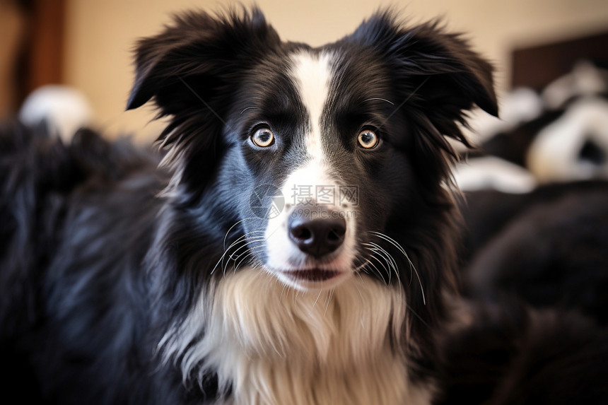 可爱的牧羊犬图片