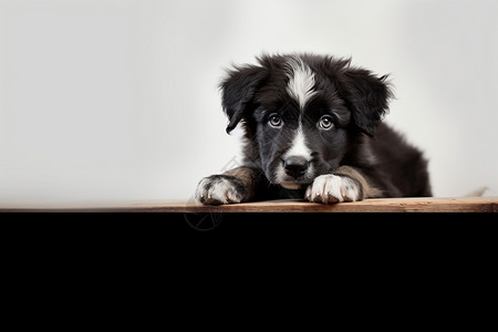 黑白狗素材黑白狗狗趴在木桌上背景