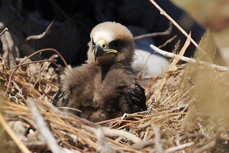 在悬崖上幼鹰鹰宝宝在巢穴中幸福成长背景