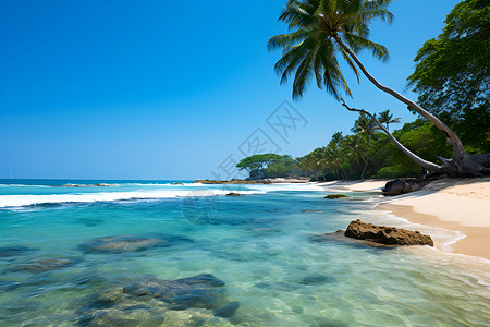 碧海蓝天下的棕榈树沙滩背景图片