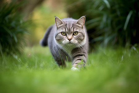 猫儿在茂密的绿野中背景
