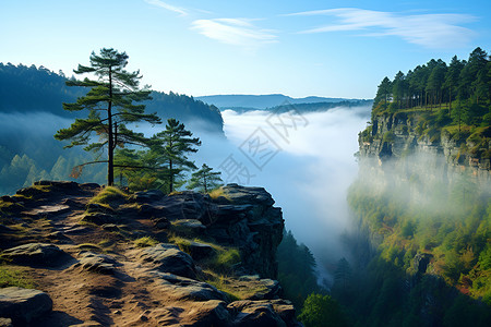 岩石和雾悬崖上的树和山谷中的雾背景