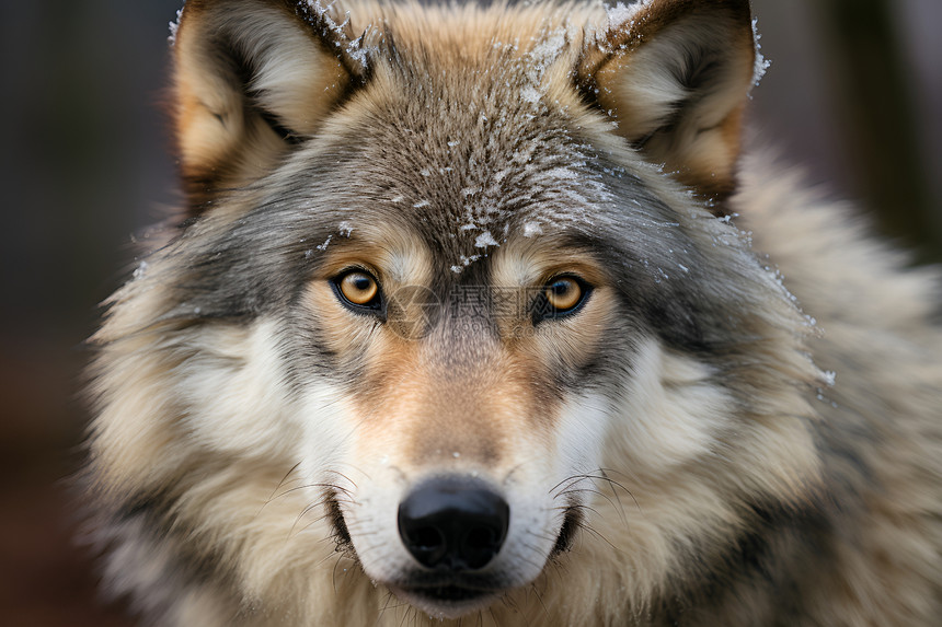 一只狼在雪地中图片
