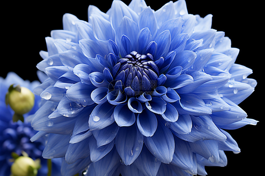 蓝色花朵中的水滴图片