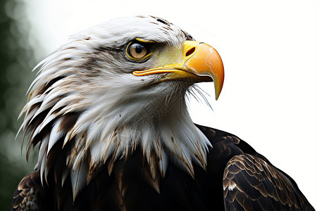 自由的猎鹰背景图片