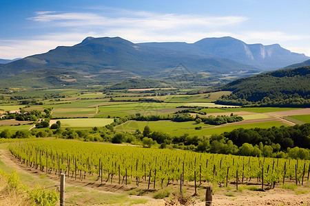 农场葡萄山谷中的葡萄果园背景