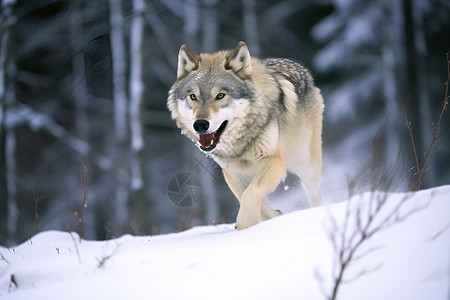 雪地中的狼动物图片素材