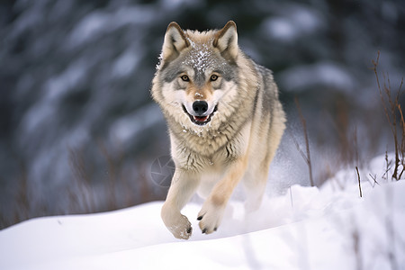 冰雪中奔跑的狼图片素材