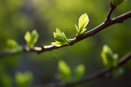 细枝户外发芽的树枝背景