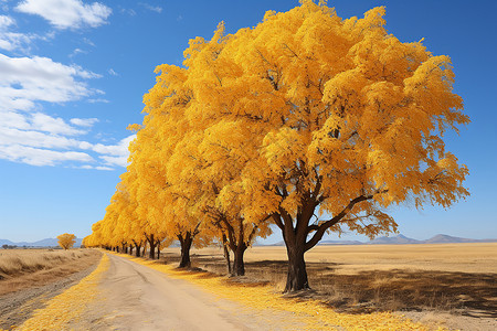 秋季户外金黄的叶子背景图片