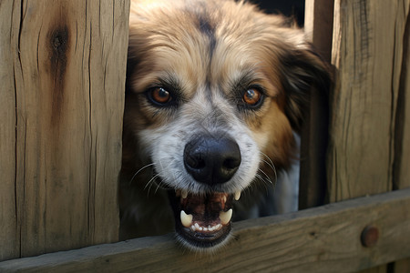 忠诚守卫的宠物狗狗背景图片