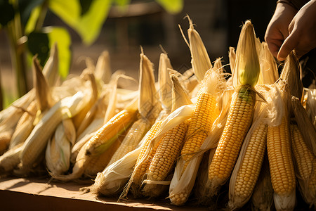 秋收季节摘取玉米背景图片