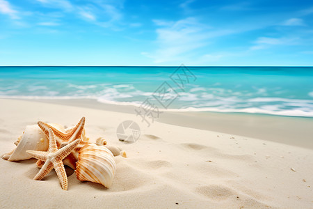 贝壳背景墙大海边的海星和贝壳背景