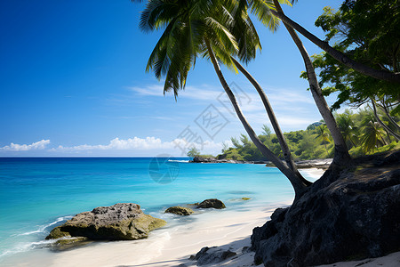 蓝天下的海滩棕榈树背景图片