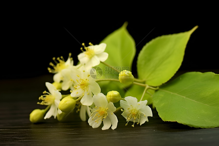 清新的小白花图片