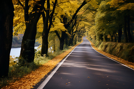秋日林荫公路背景图片